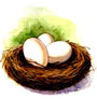 Bird next with three eggs