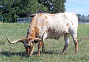 A photograph of a Longhorn grazing in a field