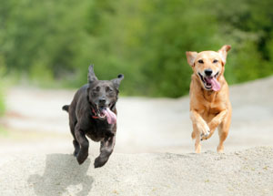 Image of two dogs runing.