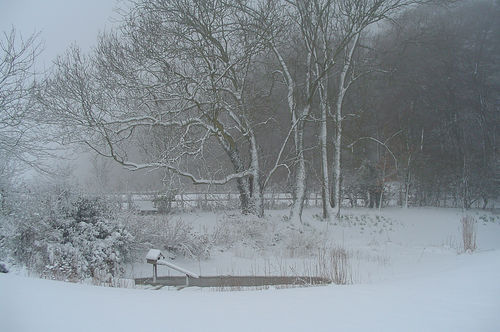 photo of winter pond, trees, and bird house covered in snow