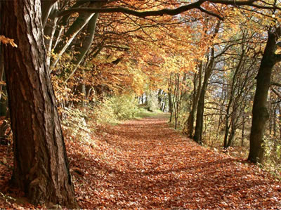 Picture of an autumn forest.