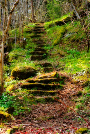 Image of a forest path.