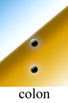 Image of colons.
