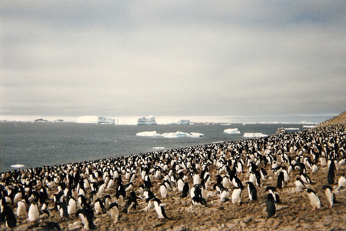 Adélie penguin rookery at Erebus and Terror Gulf