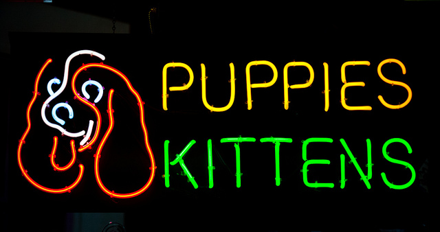A neon sign that says Puppies Kittens is shown