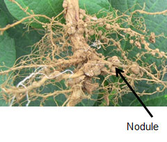 Image shows nodules on roots of legumes