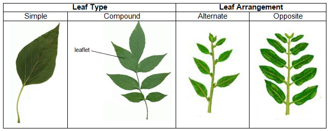 leaf-dichotomous-key-worksheet-answers
