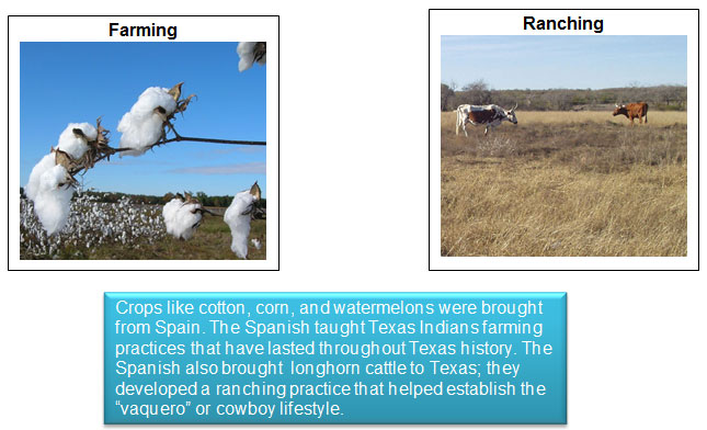 Image of two texas longhorn cows and image of a stem with several cotton balls on it