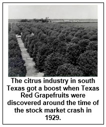 Photo of a grove of grapefruit trees, from an aerial view