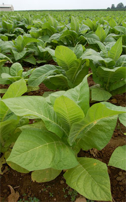 Image of a tobacco plant