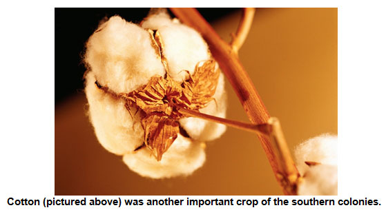 image of a cotton boll