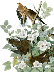 Image if a drawing of four birds perched on a tree with flowers.
