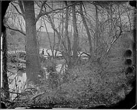 A photograph of a dense forest with a creek running through it