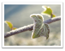  branch of ivy covered in frost