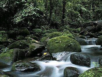Image of a scene from a rain forest; water is flowing onto large smooth rocks and framed by moss covered rocks and tall trees.