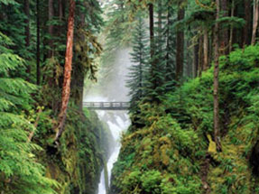Image of rainforest with tall, lush trees flanking each side of the waterfall.