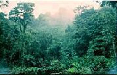 Image of a rainforest scene with lush tall trees and heavy ground foliage.