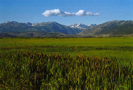 Image of a wetland with high grass in the front. There are mountains far in the background and low meadow grass in between.