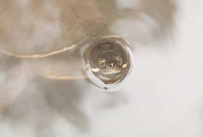 Image of the small head of a turtle poking out from the water. The remainder of his body is submerged.