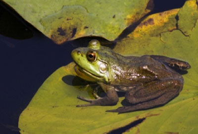Image of a small frog sitting on a lily pad