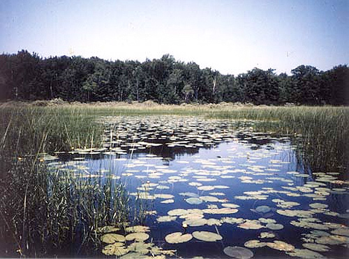 Image of a marsh bordered by high grass. The water is covered by lily pads. 