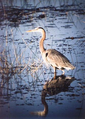 Image of a heron that is standing in marshy water.