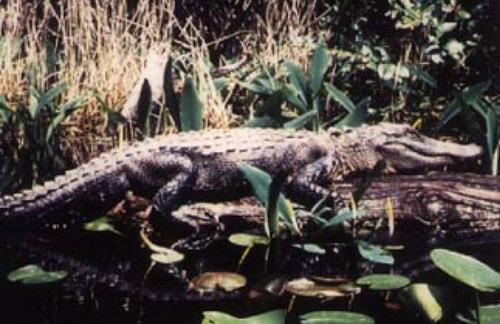 Image of an alligator lying on a log in a marsh