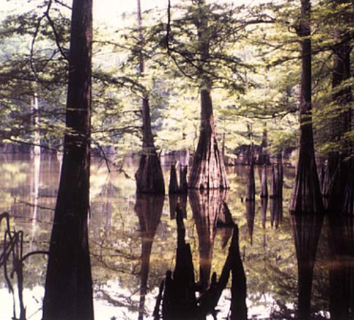 Image of a swamp that has a mix of tall willowy trees and pointed tree stumps sticking out of the swamp water