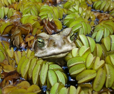 Image of a toad peeking out of water, surrounded by vegetation.