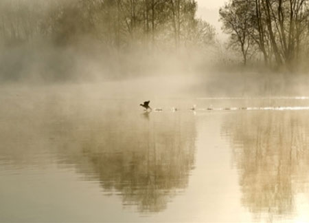 Image of a bird landing on a misty lake.
