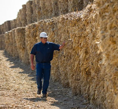 A man walks along a wall of bales of hay.