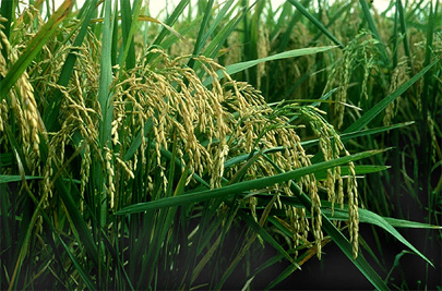 Image of a lemont rice plant.