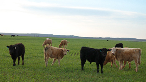 Alt: Image of a pasture with 6 large cows grazing. Several other caws can be seen grazing in the background. 