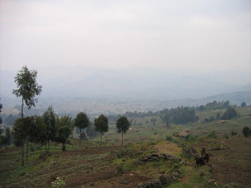 Image of grassy hills of an area of Rwanda. There a sparse tall trees and some dense patches of shrubs throughout. 
