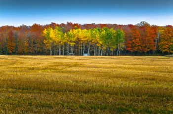Image of a large grassy field that is lined in the background by tall trees with leaves of varying autumn colors.