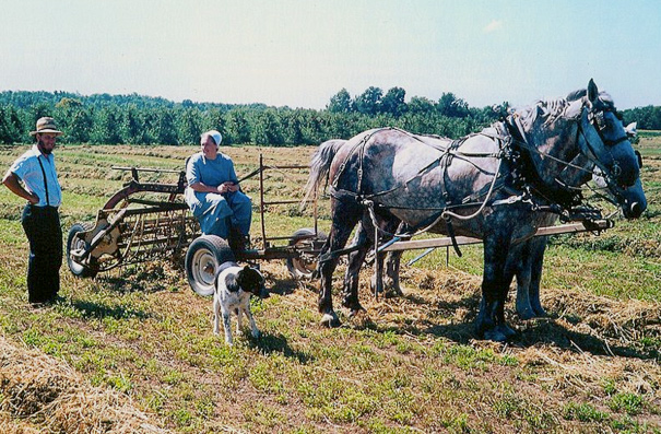 Image of two horses pulling a plow with an Amish woman seated on top. The plow has 4 tires.