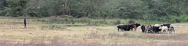 image of a Massai Man holding a spear as he watches cattle grazing