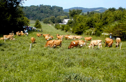 Photo of more than 20 cows in a Wisconsin pasture, bordered by trees