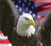 Image of the American bald eagle