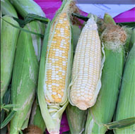  Image of two rows of ears of corn; two ears on top are exposed at the kernel. 