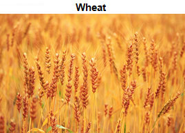 Image of a field of wheat