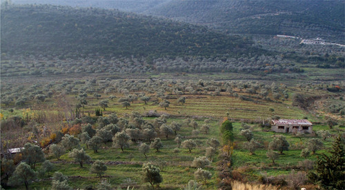A photograph of an olice grove in the Syrian countryside