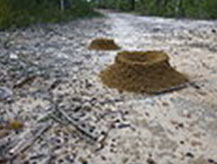 Ant mounds along Pearl Beach Fire Trail