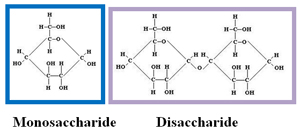 Image is a structural drawing of a monosaccharide and a disaccharide.