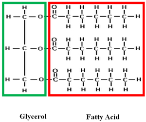 Image shows a structural drawing of a lipid including the glycerol and fatty acid.