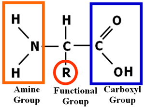 Image shows a structural drawing of a protein including the amine, functional and carboxyl group.