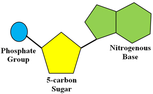 Image shows a structural drawing of a nucleic acid including 5 carbon sugar, nitrogenous base and phosphate group.