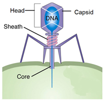 Three different shapes of viruses are shown with structures labels. The viruses all have either DNA or RNA and a capsid labeld. 