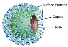 Three different shapes of viruses are shown with structures labels. The viruses all have either DNA or RNA and a capsid labeld. 