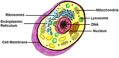 Animal cell with the following structures labeled: Mitochondria, Lysosome, DNA, Nucleus, Ribosomes, Endoplasmic Reticulum, Cell membrane.